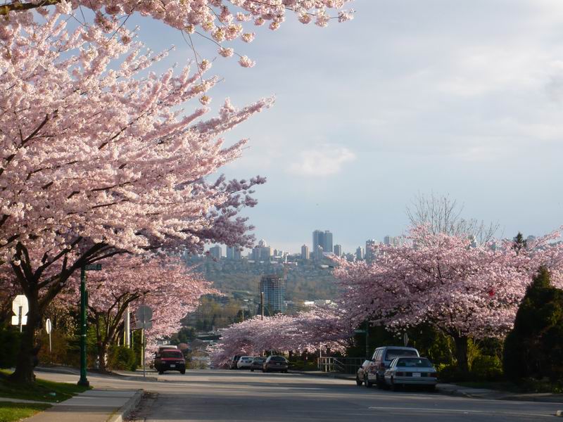 cherry blossom trees 