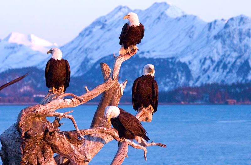 bald eagle settlement in homer, with mountains and water in the background