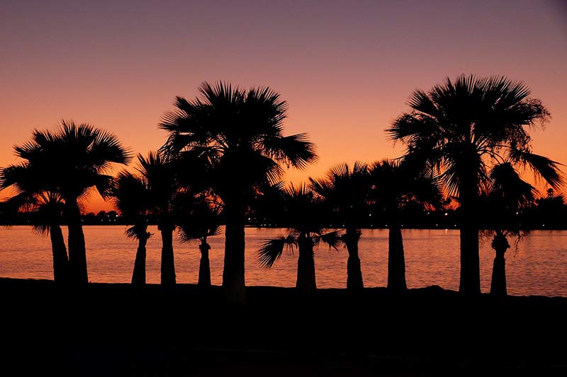 sunset in san diego featuring a beach and palm trees in orange and black colors