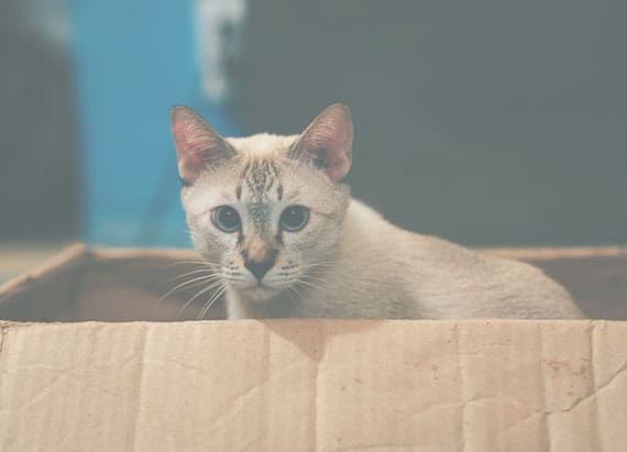 Cat in a Box